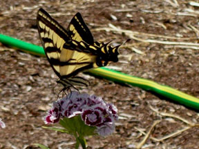 Butterfly Photo by Julie Voelker-Morris